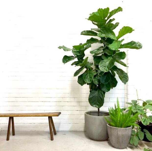 Для создания комнатных джунглей просто необходимо обзавестись одним-двумя крупными растениями. Одним из таких растений можно смело назвать красивый фикус лирату.-3