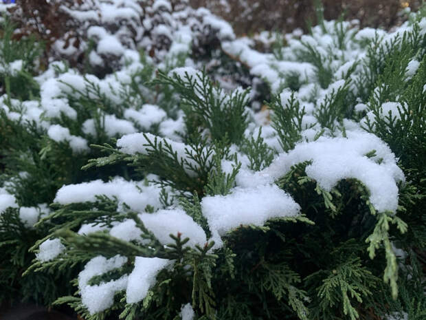"Волчий сват": что нельзя делать 17 февраля в день Николы Студёного