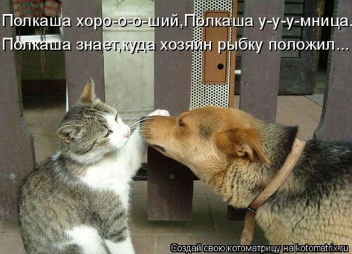 Пятничная котоматрица
