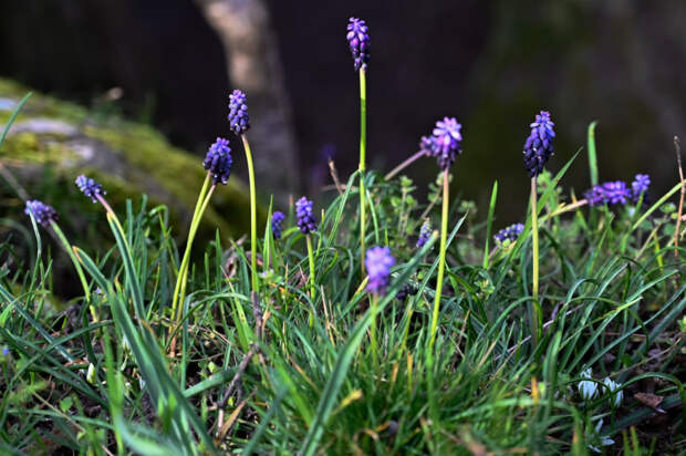 Погода 13 марта: ночью до -2