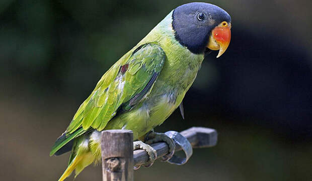 Фото: Китайский кольчатый попугай