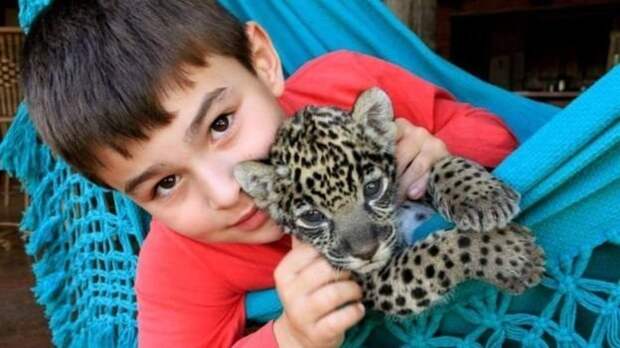 Тьяго — мальчик, живущий с ягуарами jaguar, Тьяго, в мире, животные, люди, мальчик