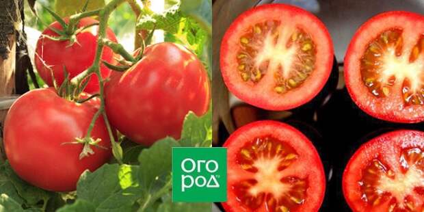 самые лежкие томаты сорт озалтин
