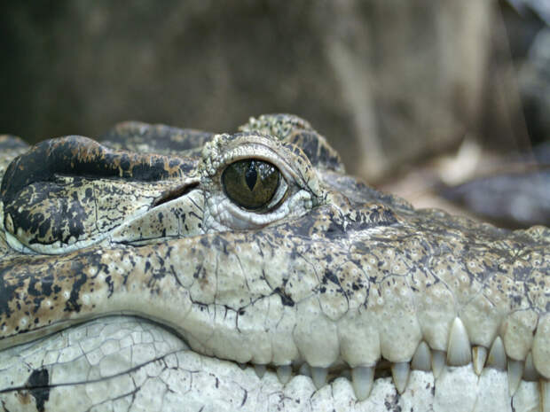 Информация о пропаже крокодила Гоши в Туле оказалась ложью