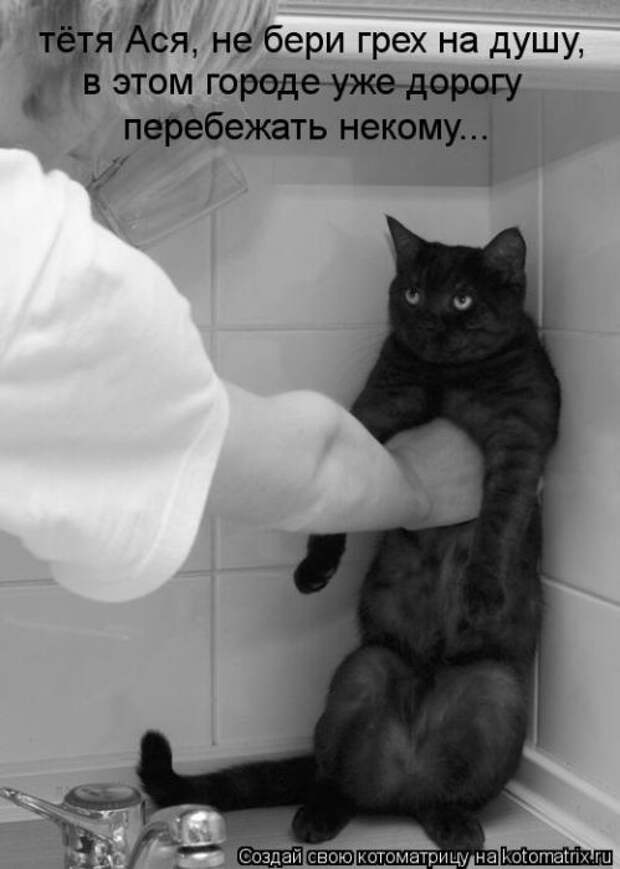 Котоматрицы (картинки с надписями)