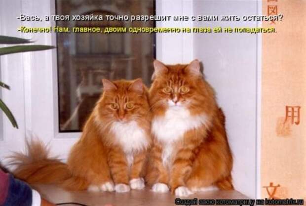 Лучшие котоматрицы недели