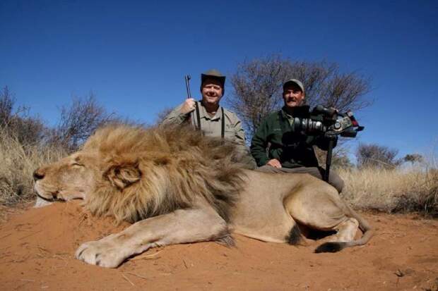Охота на Большую Пятерку в африке, африканская охота, сафари в африке, купить сафари тур, дешевое африканское сафари, охота на льва, охота на носорога, охота на леопарда, охота на буйвола