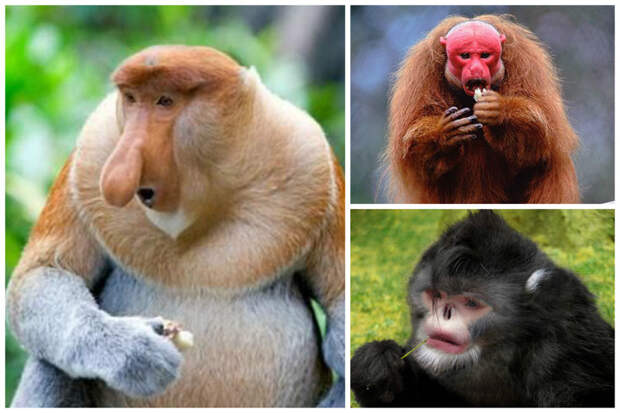 Вопреки распространённому стереотипу, многие виды обезьян бананы не едят. интересное, обезьяны, факты, фауна