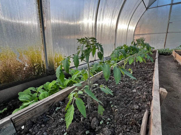 Названы идеальные дни для пикировки томатов в апреле 2026: рассада приживётся на 100%