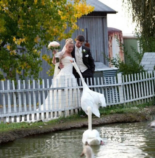 Лебедь против невесты. | Фото: Noticias y posts.