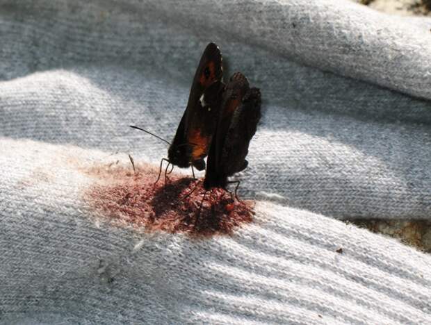 en.wikipedia.org-Blood_feeding_butterflies_5362