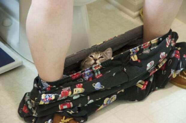 Коты в засаде
