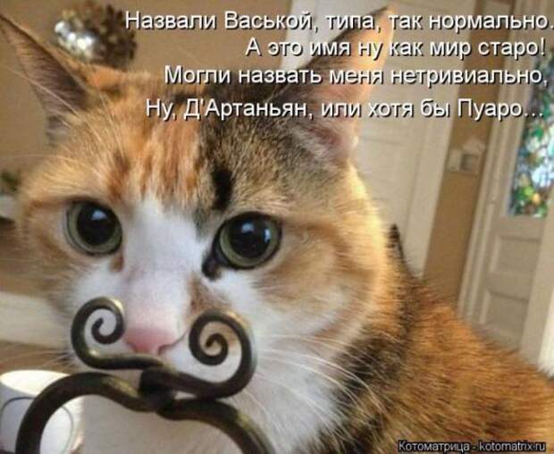 Котоматрицы (картинки с надписями)