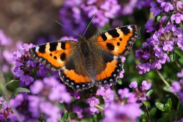 В Москве заметили первую бабочку-крапивницу, проснувшуюся раньше срока