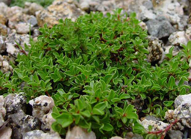 Salix serpyllifolia Mangart, ива тимьянолистная Mangart