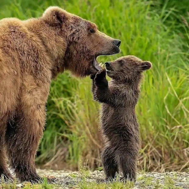 Забавные медведи и медвежата