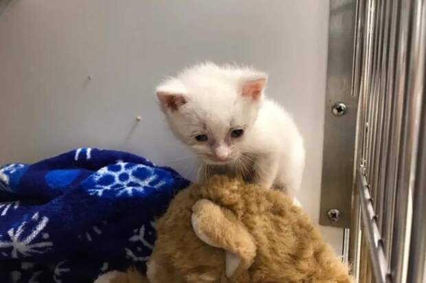помощь котенку белый котенок