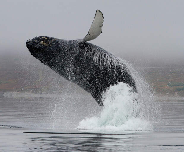 Пережив китобойный промысел, горбатые киты столкнулись с глобальным потеплением