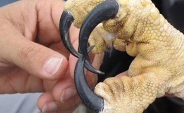 20+ Things That Are Surprisingly Bigger Than You Probably Thought