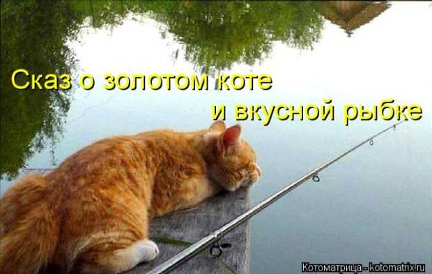 Лучшие котоматрицы недели (50 фото)