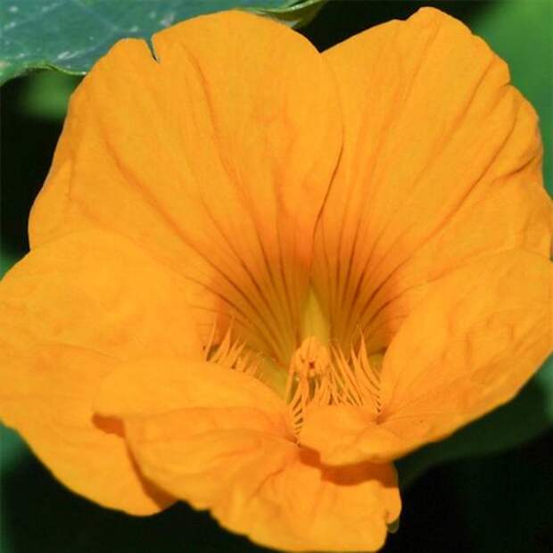 Настурция (Yellow tropaeolum)