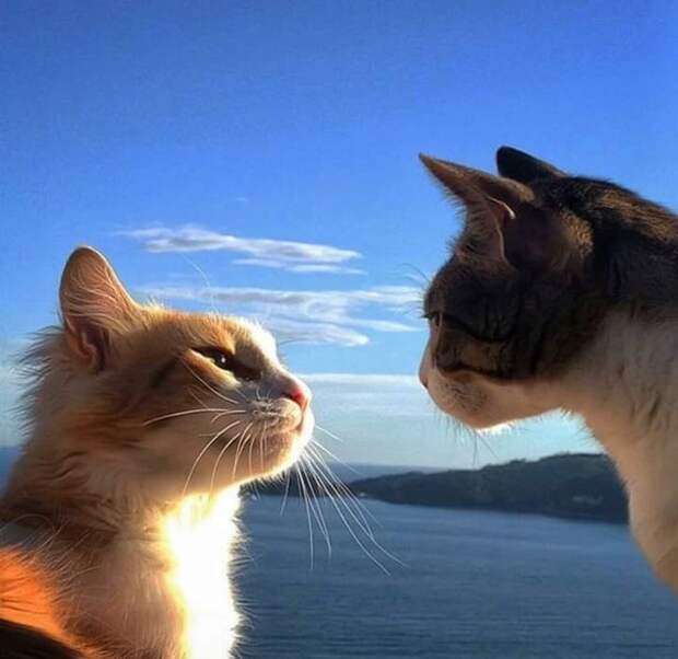 21 фото животных, в которых мы узнали себя