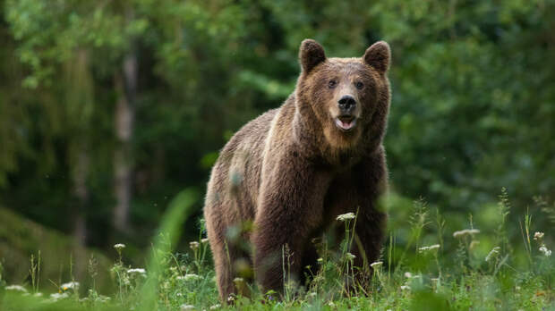 Спасатель Щетинин посоветовал при встрече с медведем постараться медленно уйти