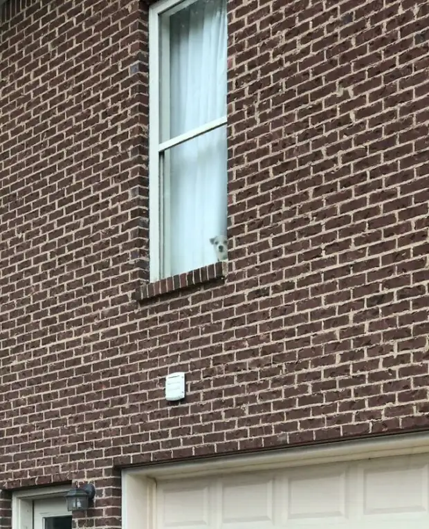 Любопытноносики