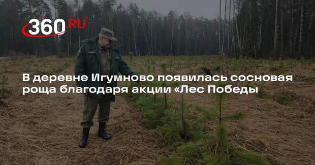 В деревне Игумново появилась сосновая роща благодаря акции «Лес Победы