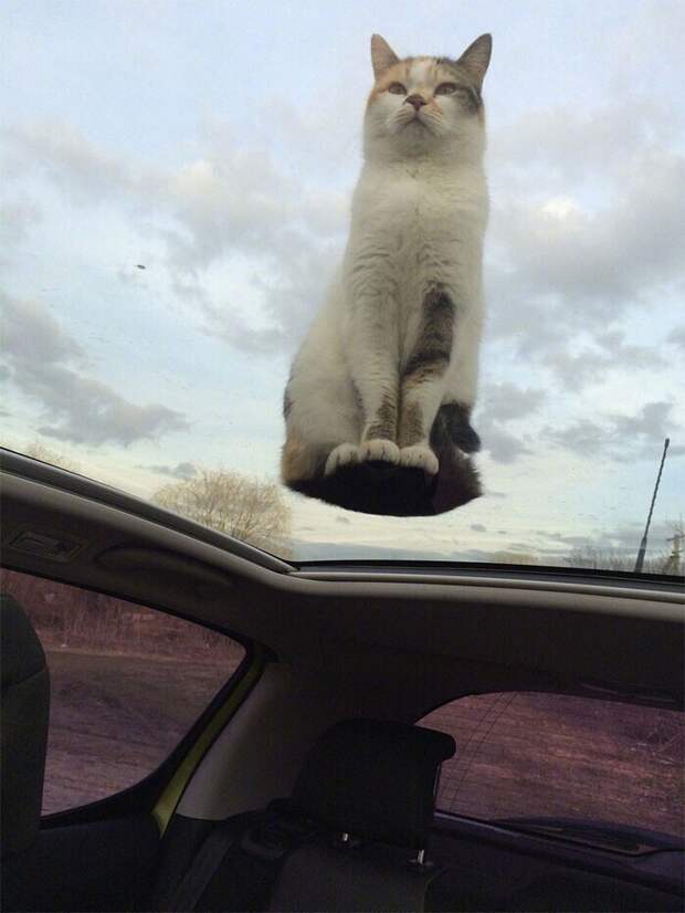 Котики - это не только жидкость, но и антигравитация Котики - это не только жидкость, но и антигравитация