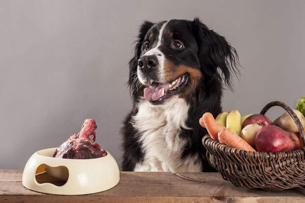 Кинолог Голубев: собак нельзя кормить авокадо и шоколадом