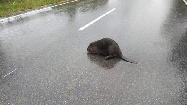 Лесничий из города Спасска Рязанской области едва отбился от агрессивного бобра