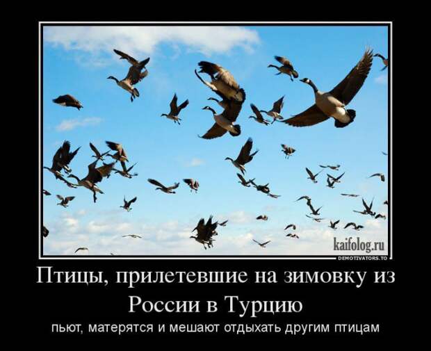 Демотиваторы 2013 (100 фото)