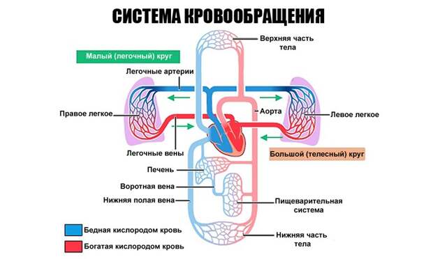 сердечный кашель