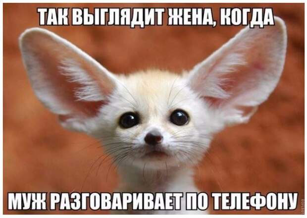 Картинки с надписями смешные (10)