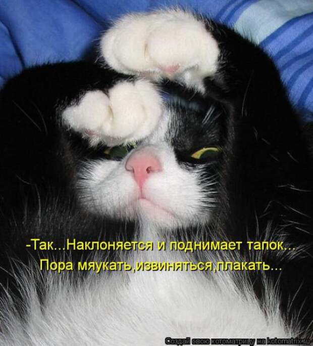 Котоматрицы (картинки с надписями)