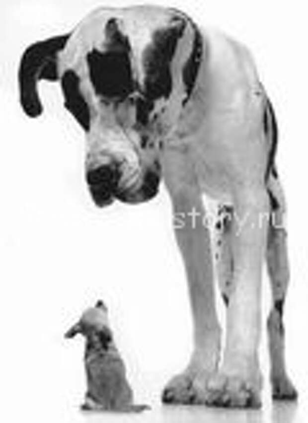 big-small-dog Кто тут чемпион?