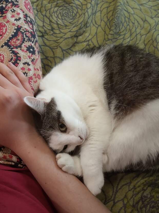 кошка нашла дом кошка с хозяйкой
