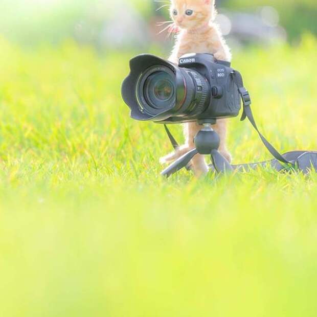Котята и фотоаппараты: милая фотосерия фотографа из Японии