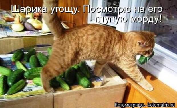 Лучшая котоматрица за неделю (32 фото)