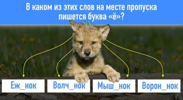 Справитесь ли вы с 10 вопросами теста ЕГЭ по русскому языку?