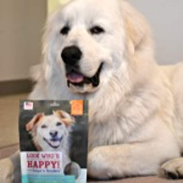 Great Pyreenes - Look Who's Happy