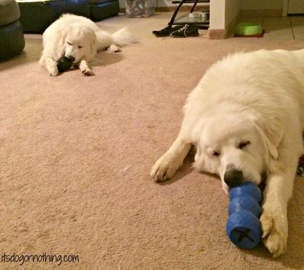 Great Pyrenees