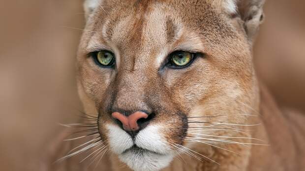 mountain lion face close up