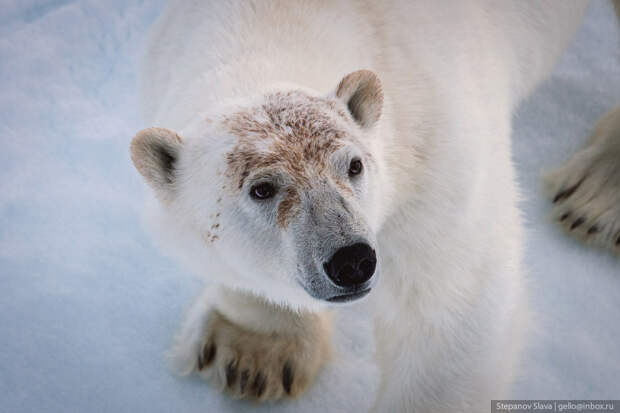 белый медведь, морда, арктика