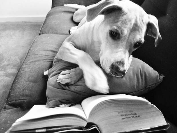 Собаки, читающие, книги, фото