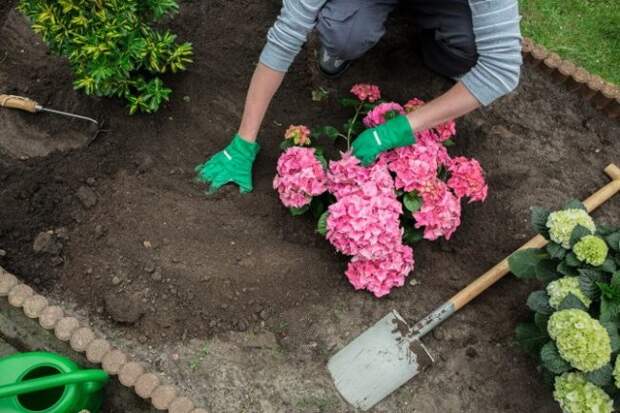 Чем подкормить гортензию летом