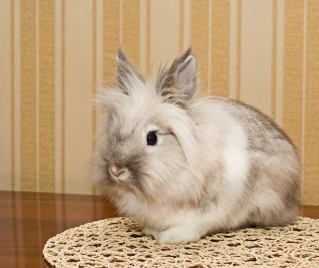 Чем кормить декоративного кролика