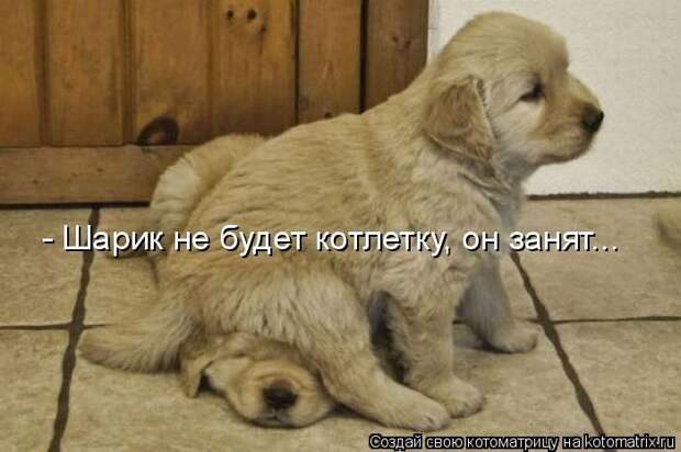 Лучшие котоматрицы недели