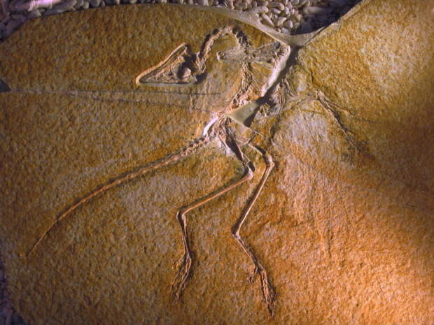 Ископаемый археоптерикс.
